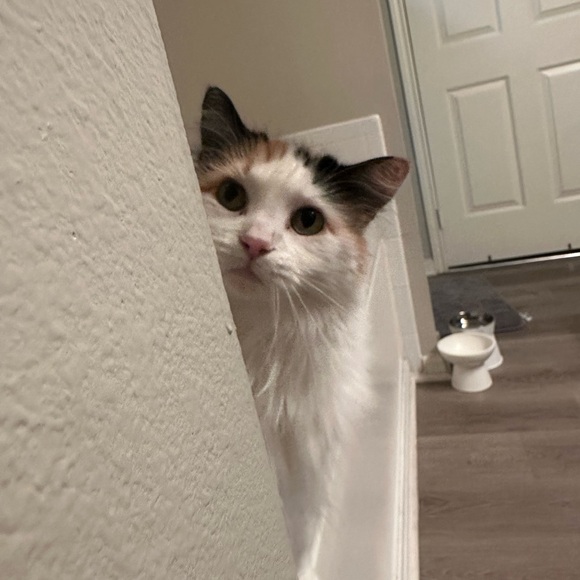 Meet your Posher, Katy - Picture 4 of 5